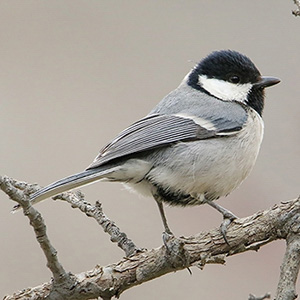 Cinereous Tit